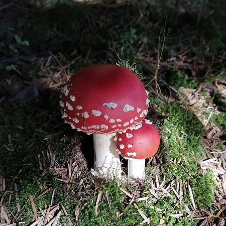 Appartamento Ferienwohnung, Sauna & Gaestekarte Gratis Im Schwarzwald *