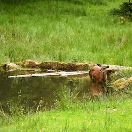 Ferienwohnung, Sauna & Gaestekarte Gratis Im Schwarzwald